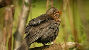 Preview wallpaper bird, feathers, thick, branch