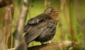 Preview wallpaper bird, feathers, thick, branch