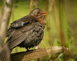 Preview wallpaper bird, feathers, thick, branch