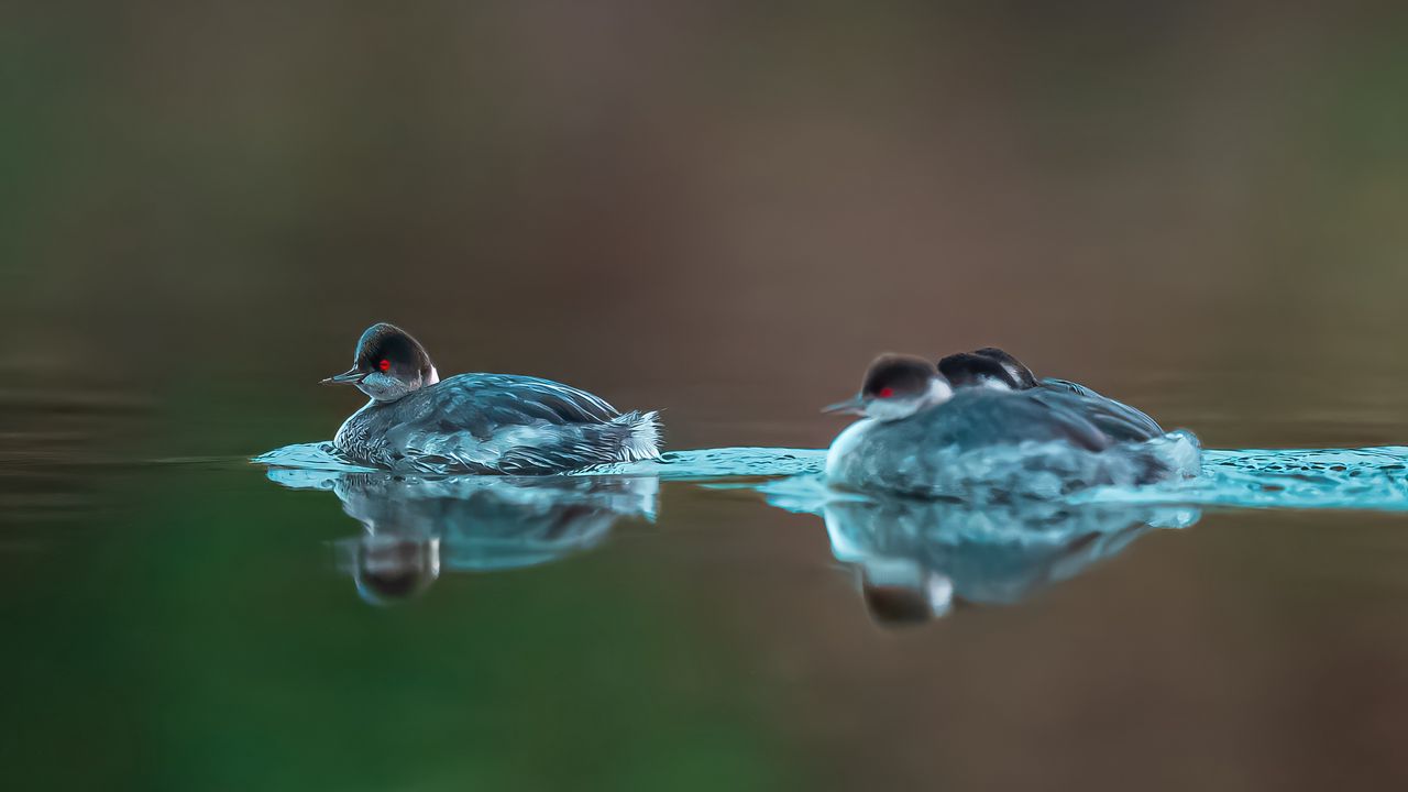 Wallpaper bird, feathers, water, lake