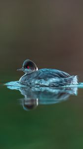 Preview wallpaper bird, feathers, water, lake