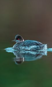 Preview wallpaper bird, feathers, water, lake