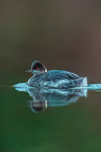 Preview wallpaper bird, feathers, water, lake