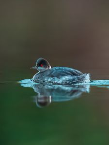 Preview wallpaper bird, feathers, water, lake