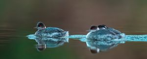 Preview wallpaper bird, feathers, water, lake