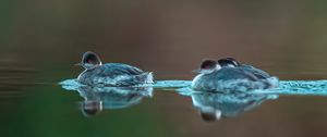 Preview wallpaper bird, feathers, water, lake