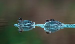 Preview wallpaper bird, feathers, water, lake