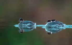 Preview wallpaper bird, feathers, water, lake