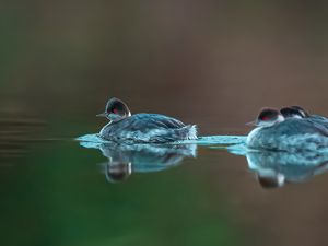 Preview wallpaper bird, feathers, water, lake