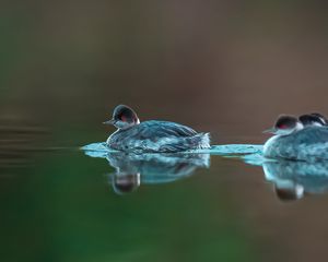 Preview wallpaper bird, feathers, water, lake