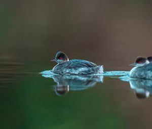 Preview wallpaper bird, feathers, water, lake