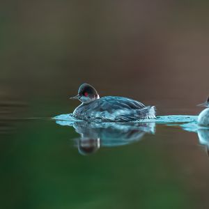 Preview wallpaper bird, feathers, water, lake
