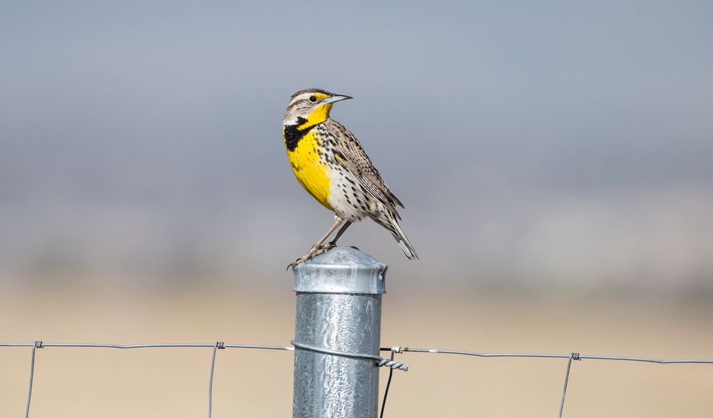 1024x600 Wallpaper bird, feathers, yellow, fence, blur