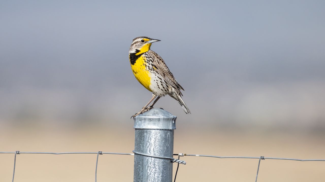 Wallpaper bird, feathers, yellow, fence, blur