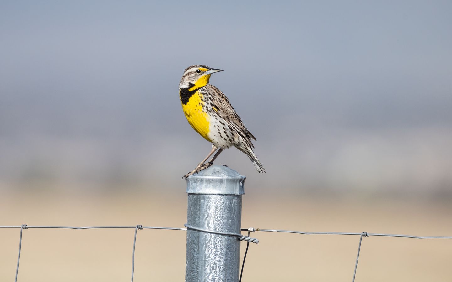 1440x900 Wallpaper bird, feathers, yellow, fence, blur