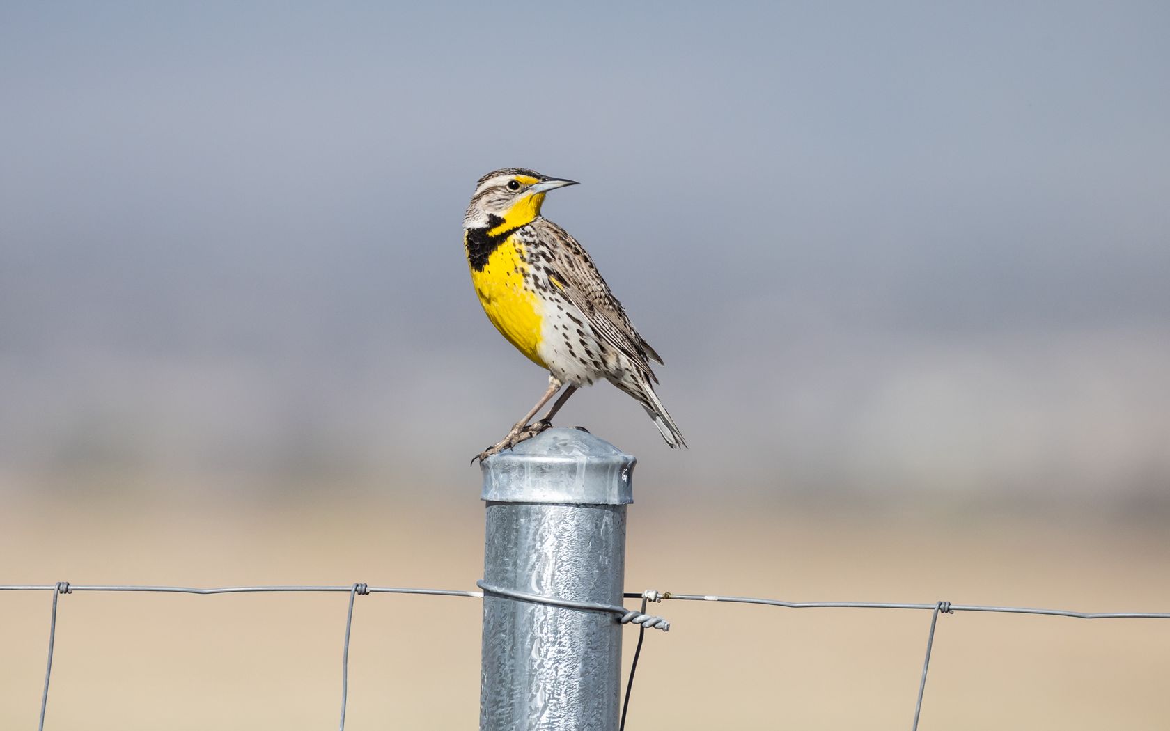 1680x1050 Wallpaper bird, feathers, yellow, fence, blur