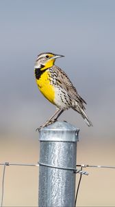 Preview wallpaper bird, feathers, yellow, fence, blur