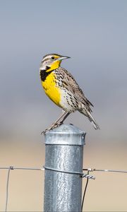 Preview wallpaper bird, feathers, yellow, fence, blur
