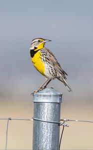 Preview wallpaper bird, feathers, yellow, fence, blur