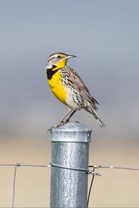Preview wallpaper bird, feathers, yellow, fence, blur