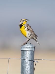 Preview wallpaper bird, feathers, yellow, fence, blur