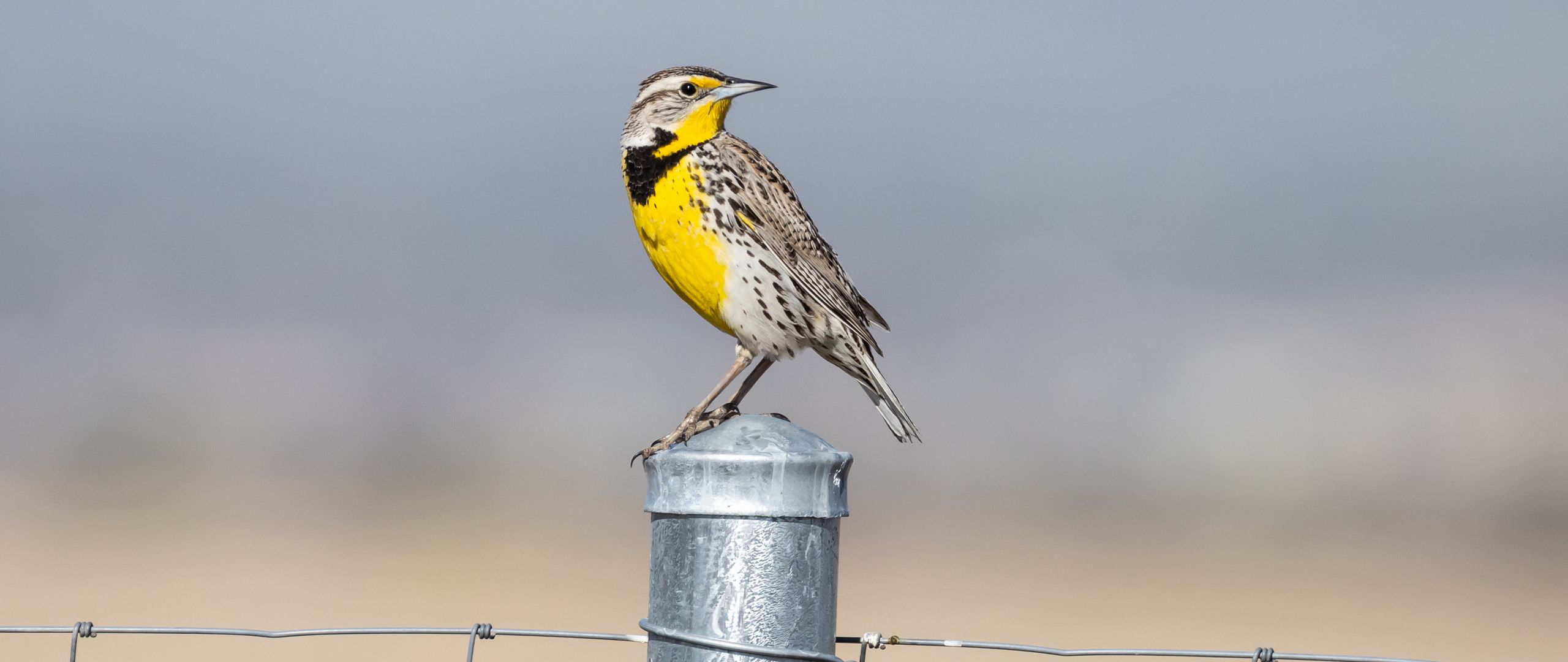 2560x1080 Wallpaper bird, feathers, yellow, fence, blur