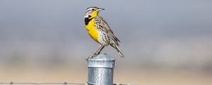 Preview wallpaper bird, feathers, yellow, fence, blur