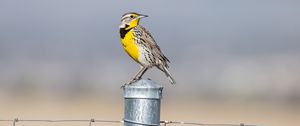 Preview wallpaper bird, feathers, yellow, fence, blur