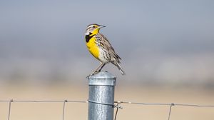 Preview wallpaper bird, feathers, yellow, fence, blur