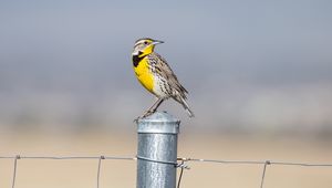 Preview wallpaper bird, feathers, yellow, fence, blur