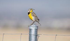 Preview wallpaper bird, feathers, yellow, fence, blur