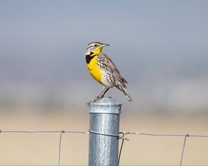 Preview wallpaper bird, feathers, yellow, fence, blur