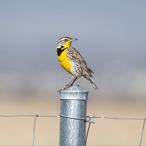 Preview wallpaper bird, feathers, yellow, fence, blur