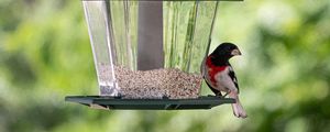 Preview wallpaper bird, feeder, blur