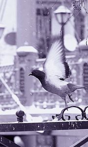 Preview wallpaper bird, fence, flying, wings, snow