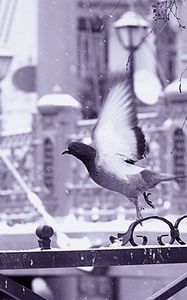 Preview wallpaper bird, fence, flying, wings, snow