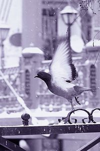 Preview wallpaper bird, fence, flying, wings, snow