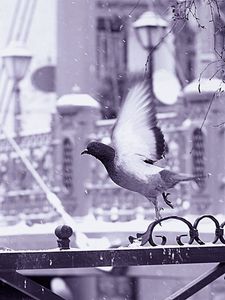 Preview wallpaper bird, fence, flying, wings, snow