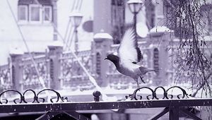 Preview wallpaper bird, fence, flying, wings, snow