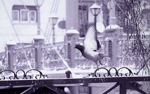 Preview wallpaper bird, fence, flying, wings, snow