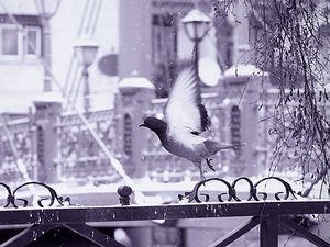 Preview wallpaper bird, fence, flying, wings, snow