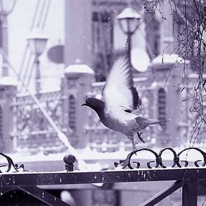 Preview wallpaper bird, fence, flying, wings, snow