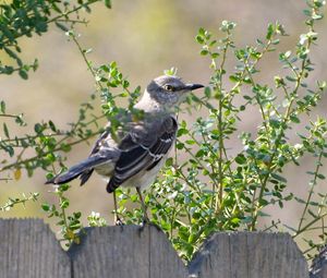 Preview wallpaper bird, fence, nature