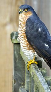 Preview wallpaper bird, fence, sitting, color