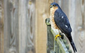 Preview wallpaper bird, fence, sitting, color