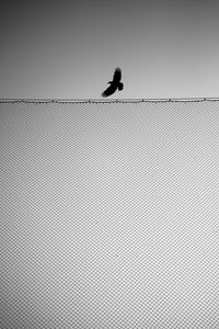 Preview wallpaper bird, fence, wings, bw