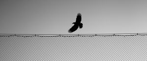 Preview wallpaper bird, fence, wings, bw