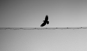 Preview wallpaper bird, fence, wings, bw