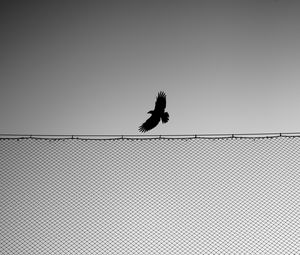 Preview wallpaper bird, fence, wings, bw