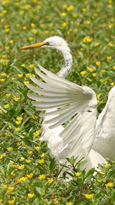 Preview wallpaper bird, flap, wings, grass